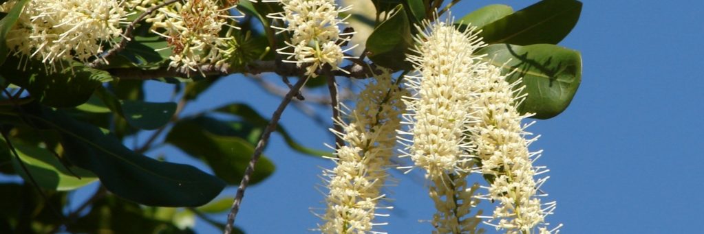 A new national recovery plan has been put in place to help save Queensland's wild macadamias trees. 