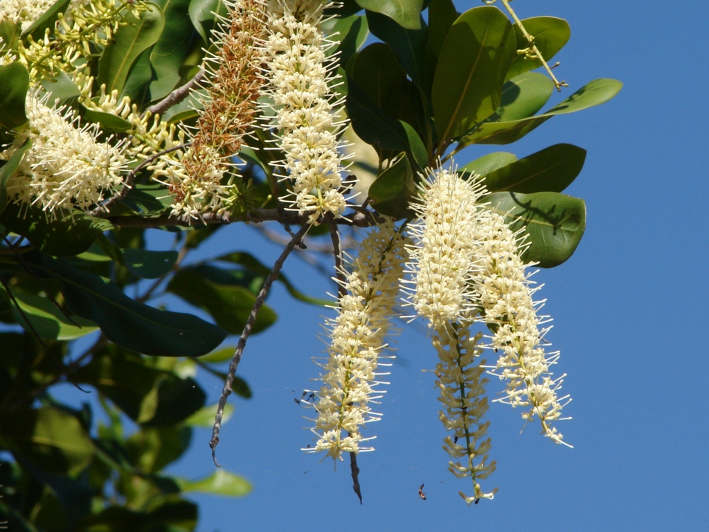 A new national recovery plan has been put in place to help save Queensland's wild macadamias trees. 