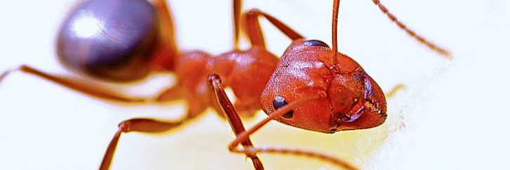 The federal government has announced its new funding to help contain and control the spread of fire ants across Queensland and NSW
