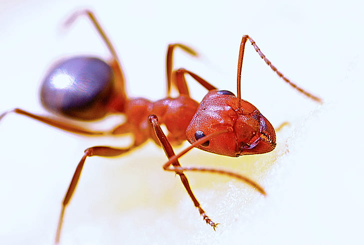 The federal government has announced its new funding to help contain and control the spread of fire ants across Queensland and NSW