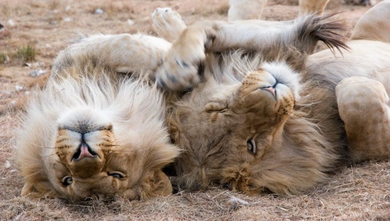 Two male lions exhibition affectionate behaviour.