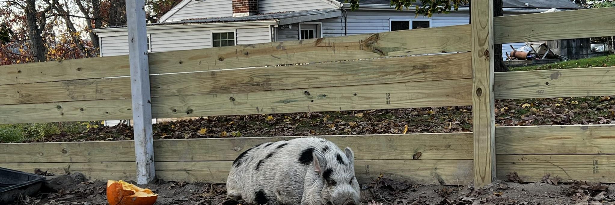 Pet pig Kevin Bacon in his new pen