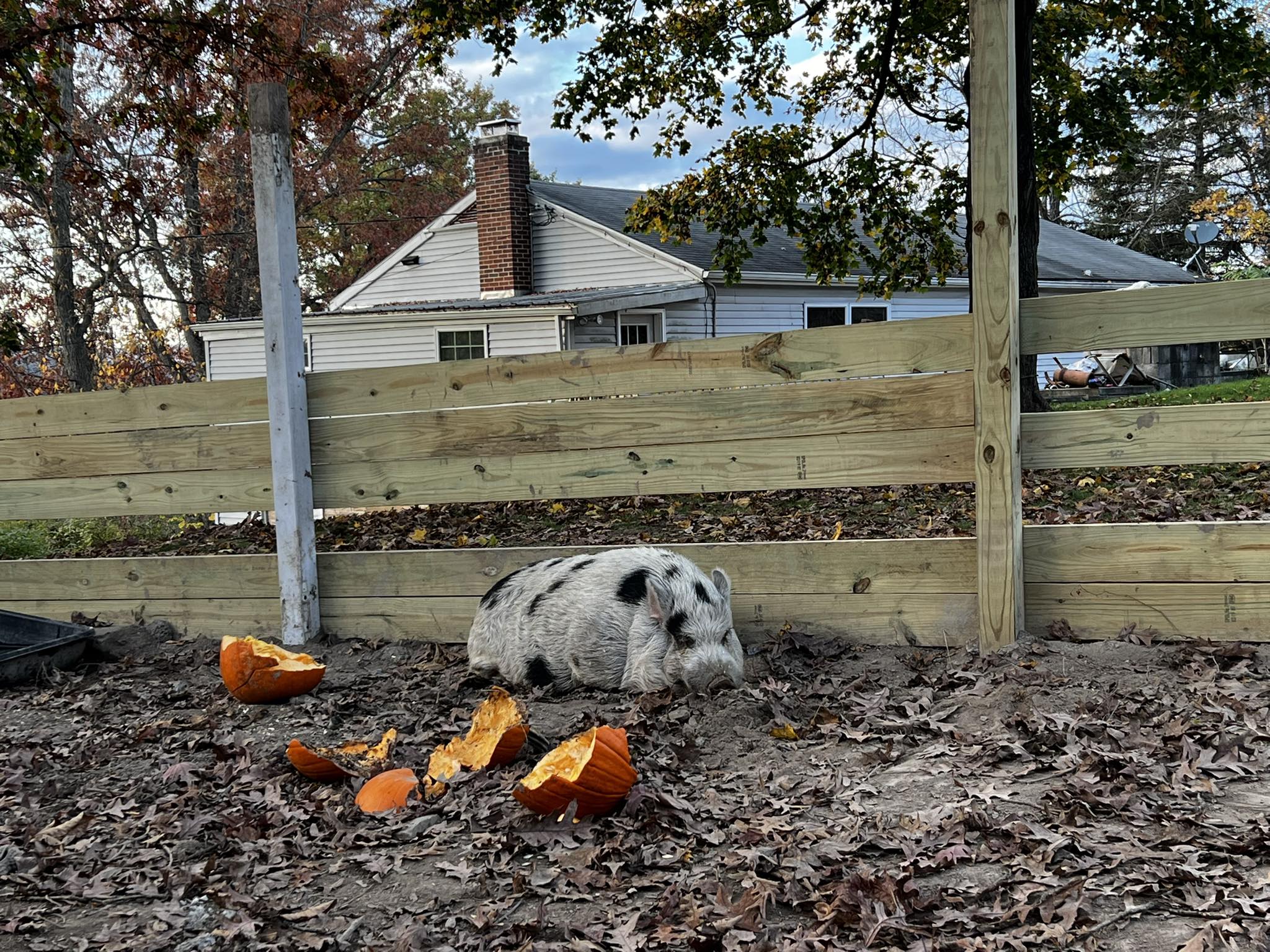 Pet pig Kevin Bacon in his new pen