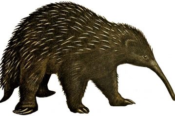 Depiction of the western long-beaked echidna (Zaglossus bruijnii), 1919. A close relative of Attenborough's long-beaked echidna.