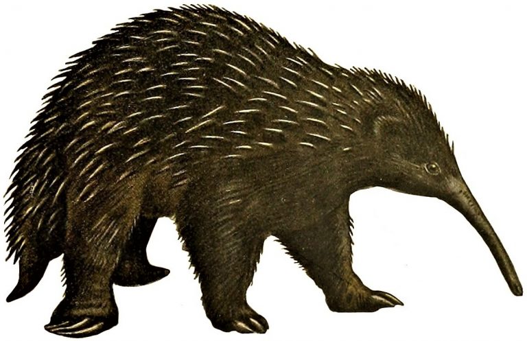 Depiction of the western long-beaked echidna (Zaglossus bruijnii), 1919. A close relative of Attenborough's long-beaked echidna.