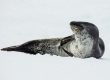 An increased number of leopard seals visiting from Antarctica have been spotted in SA