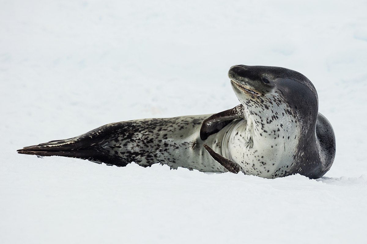 An increased number of leopard seals visiting from Antarctica have been spotted in SA