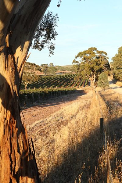 Taylors Wine's vineyard in Clare Valley, South Australia