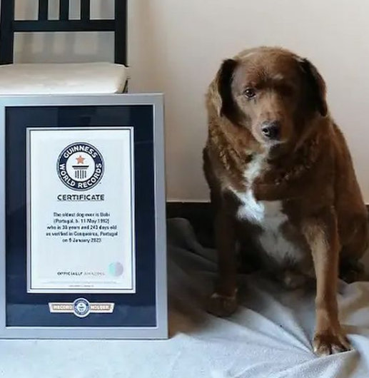 Bobi holds the Guinness World Record for the oldest dog to have ever lived. Image: @guinnessworldrecords, via Instagram