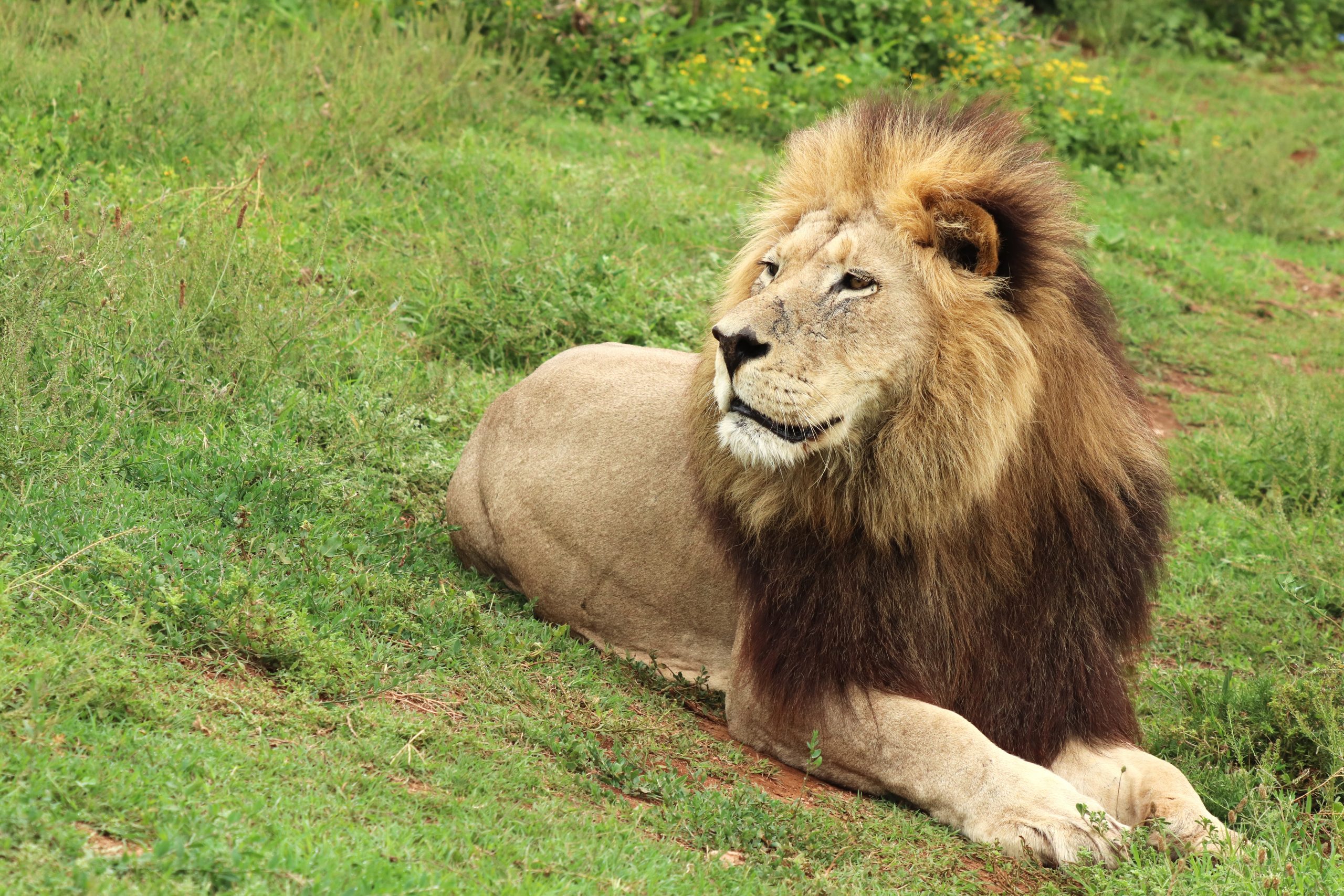 Lion laying on the grass, looking to the side