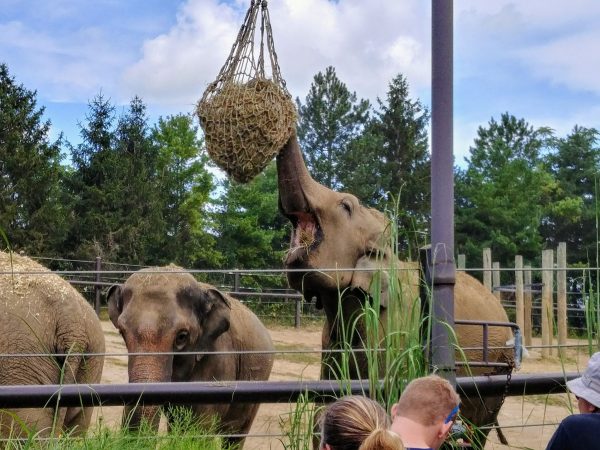 Three elephants eating at the Columbus Zoo