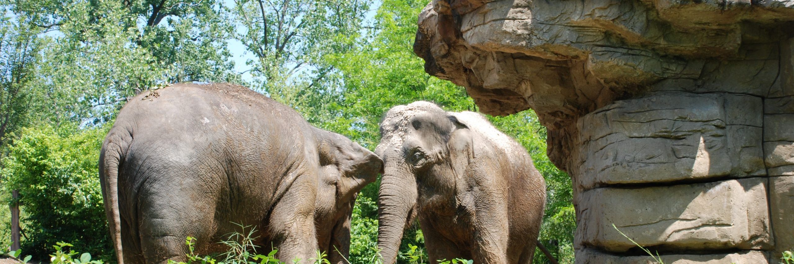 Raja the elephant with one other elephant