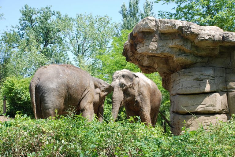 Raja the elephant with one other elephant