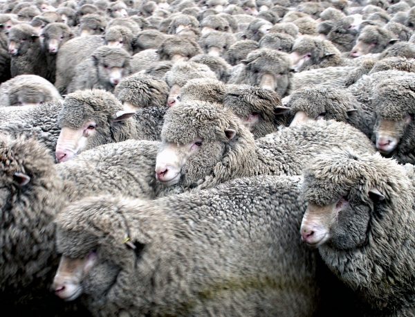 Australian stud merino sheep for farming