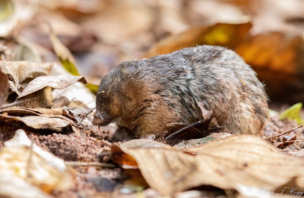 Hottentot Golden Mole (Amblysomus hottentotus), photographed in the Palmiet Nature Reserve, Palmiet Catchment, Pinetown, eThekwini, Kwa Zulu Natal and Lesotho, South Africa East Coast)