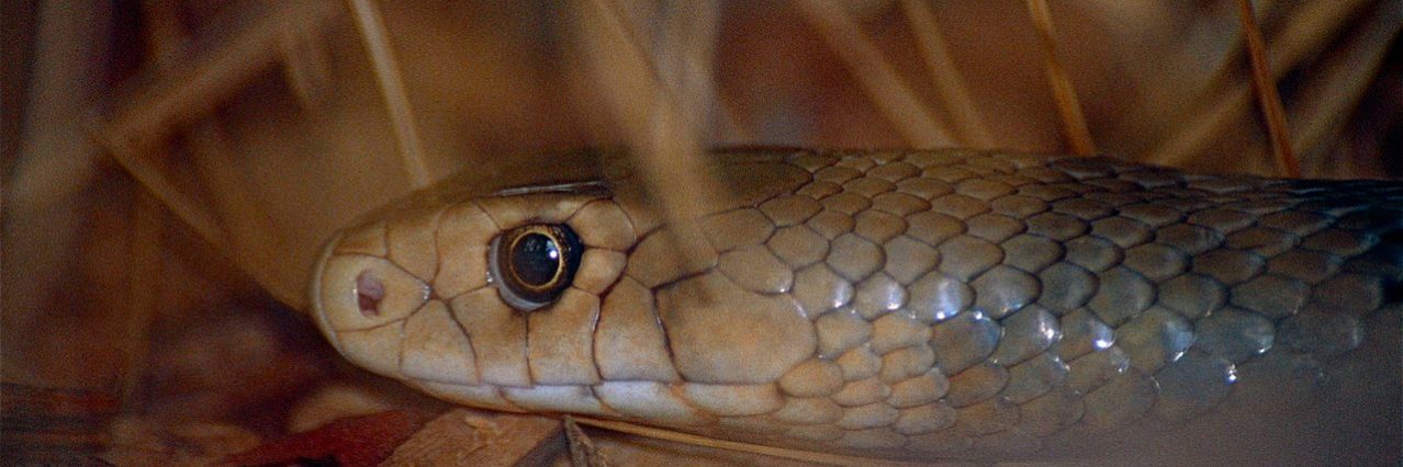 Eastern Brown Snake (Pseudonaja textilis), Australia Zoo