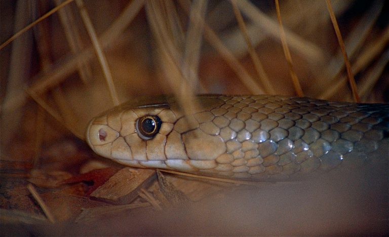 Eastern Brown Snake (Pseudonaja textilis), Australia Zoo
