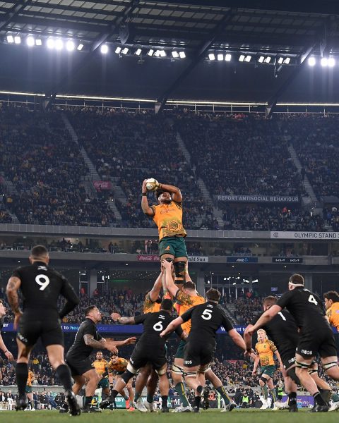 The Wallabies playing the Bledisloe Cup