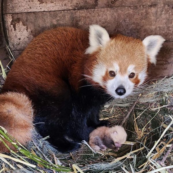 Newborn baby red panda cub with mother Rani