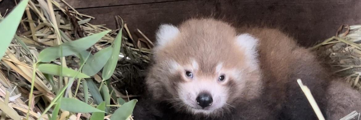 A baby red panda cub at Altina Wildlife Park