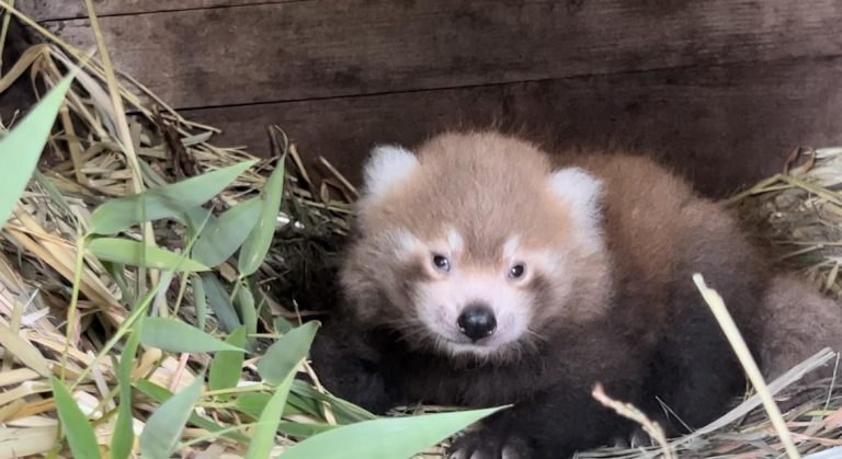 A baby red panda cub at Altina Wildlife Park