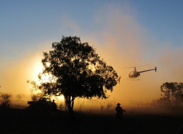 Mustering helicopter used at sunset