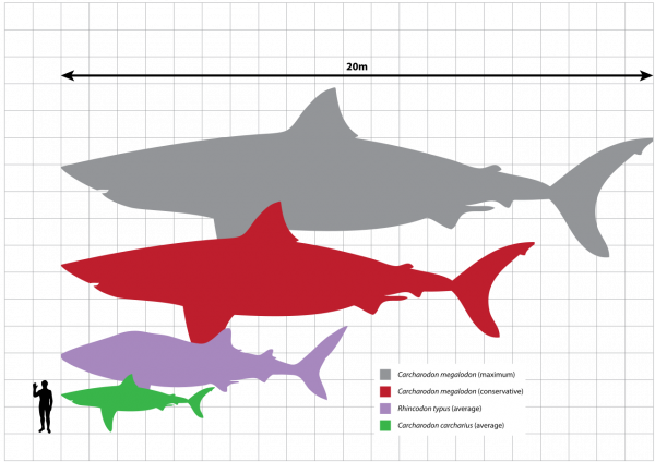 A scale comparing different sharks to the megalodon