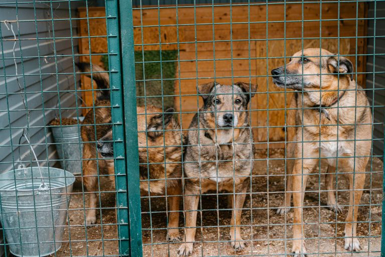 Three dogs stand inside a cage