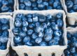 Blueberries packed in grey containers.