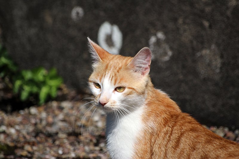 orange cat