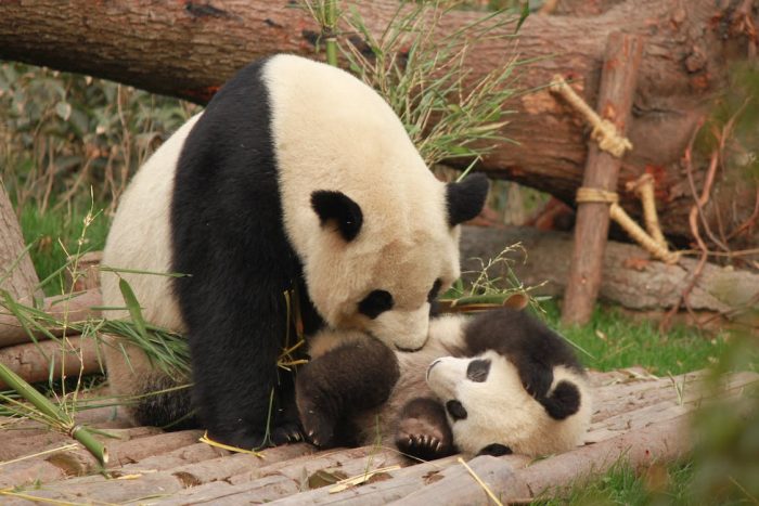 a panda mother and cub playing together. Pandas are symbols of diplomacy between China and the USA.