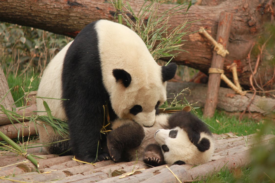 a panda mother and cub playing together. Pandas are symbols of diplomacy between China and the USA.