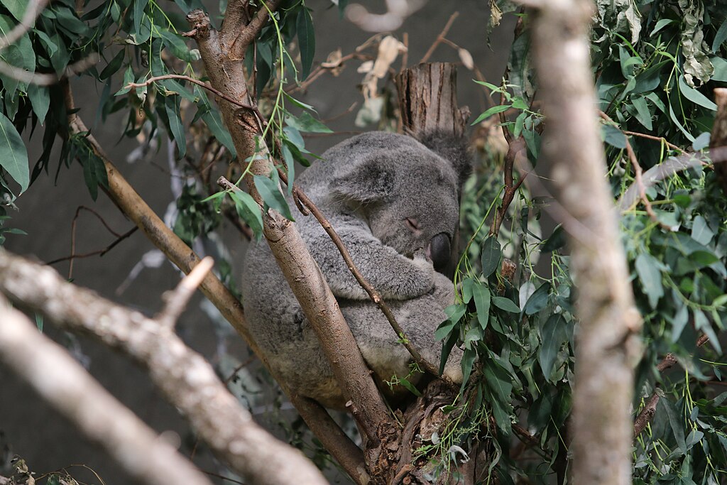 koala sleeping