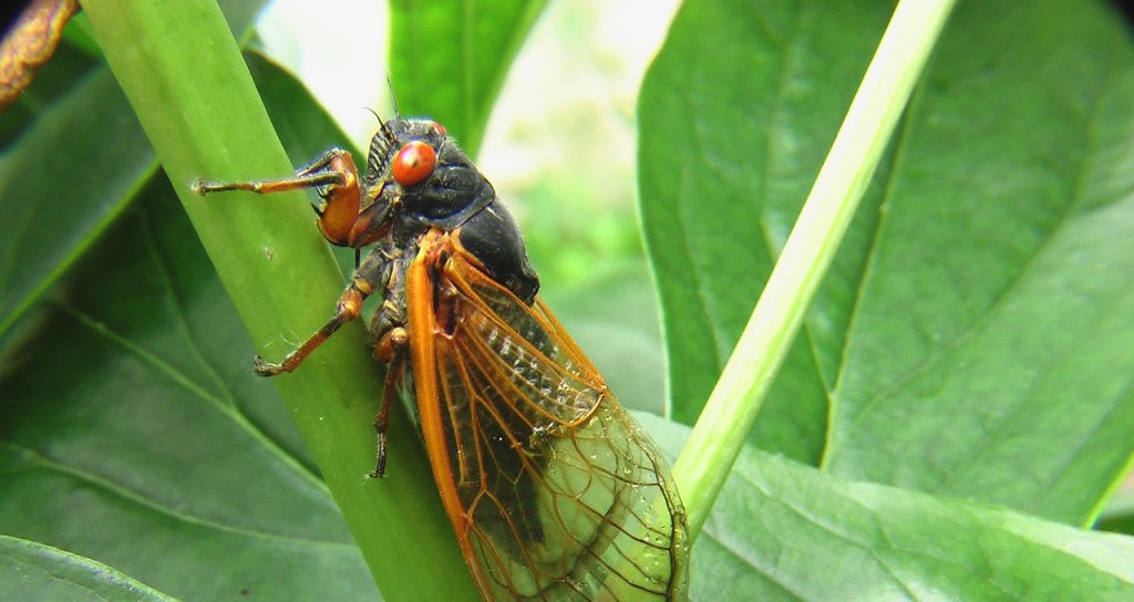 cicadas