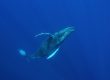 Humpback whale underwater.