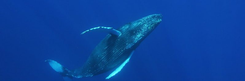 Humpback whale underwater.