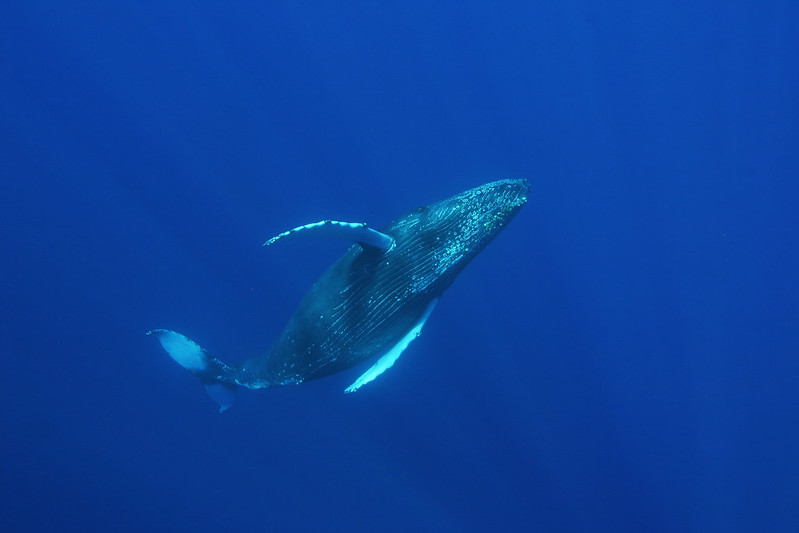 First Footage Of Humpback Whales Having Sex Both Male Newscop