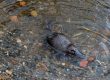 a platypus on the edge of a creek