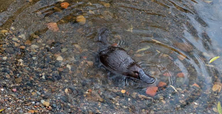 a platypus on the edge of a creek