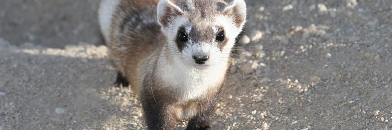 An image of a black-footed ferret walking towards the cameras. The species is one of the successful instances of cloning endangered animals. Image source: J. Michael Lockhart/USFWS, via Wikimedia Commons