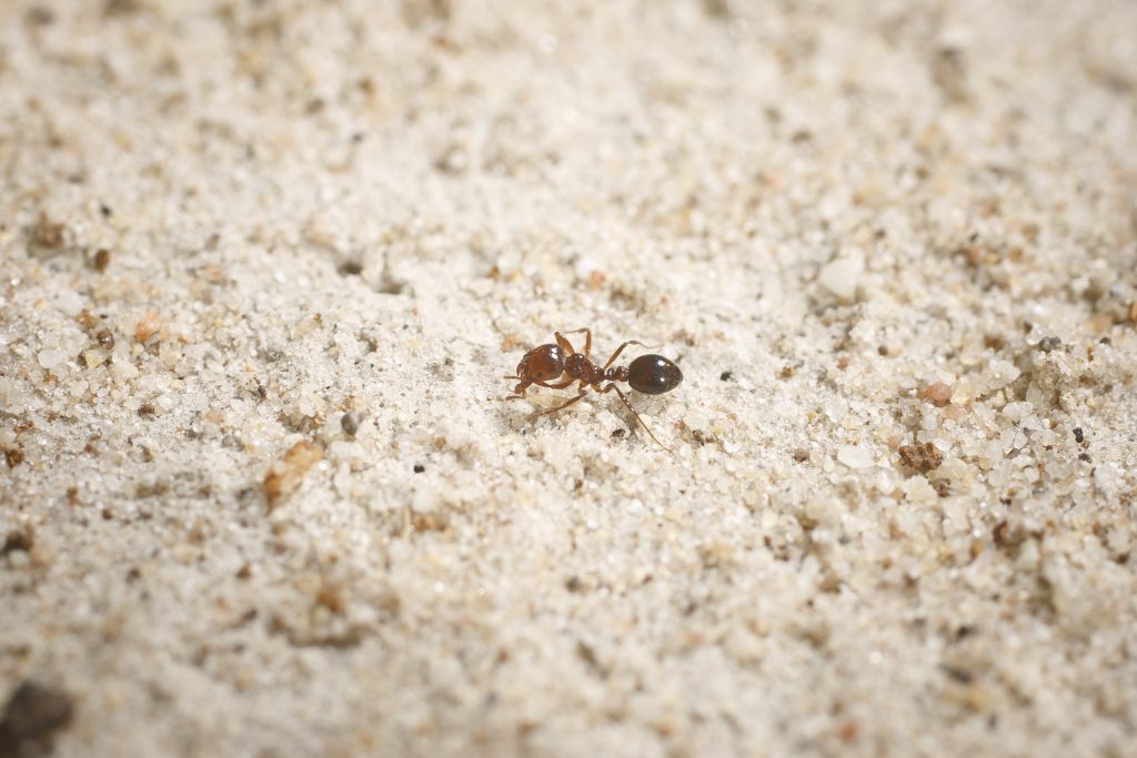 fire ant