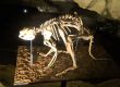 An image of a kangaroo fossil from the world heritage-listed Victoria Fossil Cave, in the Naracoorte caves. Image source: denisbin, via Flickr.