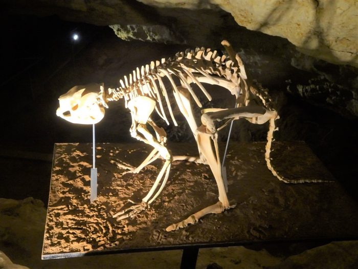 An image of a kangaroo fossil from the world heritage-listed Victoria Fossil Cave, in the Naracoorte caves. Image source: denisbin, via Flickr.