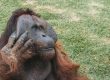 Orangutan touching its face. Image source: Wilfredor, via Wikimedia Commons