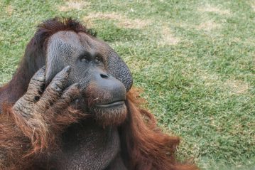 Orangutan touching its face. Image source: Wilfredor, via Wikimedia Commons