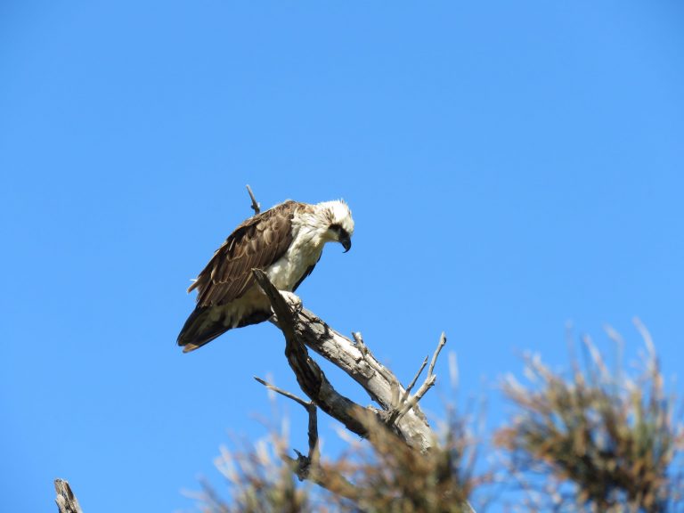An osprey with wings folded as it perches on a tree branch. Image source: Calistemon. Via: Wikimedia Commons.