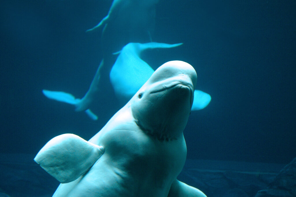 An image of a beluga whale looking curiously at a camera. The whale is underwater. Image source: Mike Johnston, via Flickr.