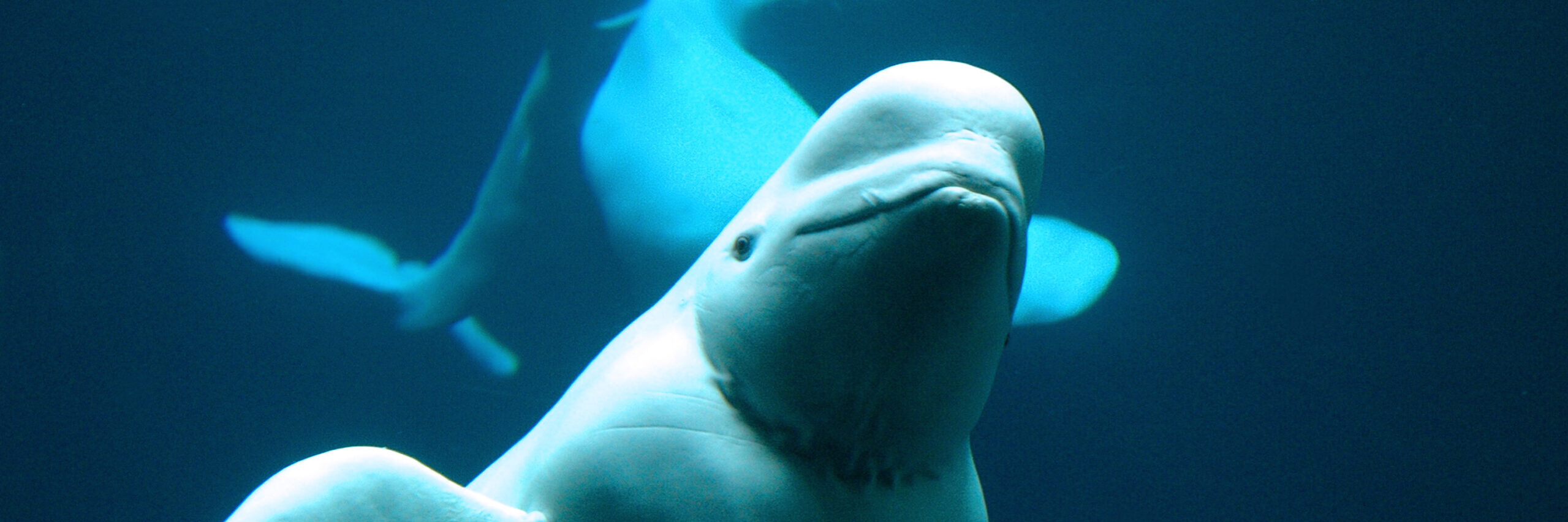 An image of a beluga whale looking curiously at a camera. The whale is underwater. Image source: Mike Johnston, via Flickr.