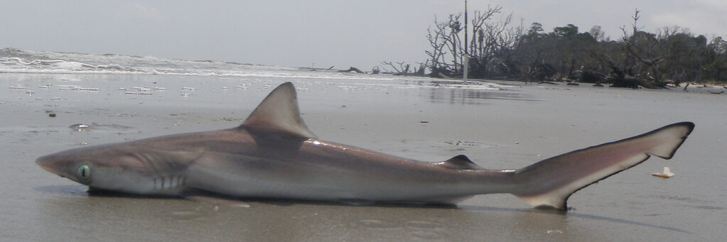 An image of a sharpnose shark ashore on a beach. Sharks in this family have been tested for cocaine levels off the coast of Brazil. Image source: toadlady1, via: Wikimedia Commons