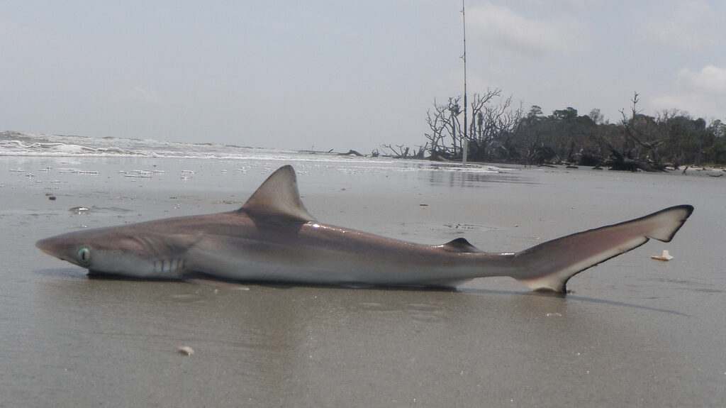 An image of a sharpnose shark ashore on a beach. Sharks in this family have been tested for cocaine levels off the coast of Brazil. Image source: toadlady1, via: Wikimedia Commons